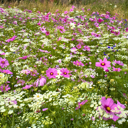 Shining the Spotlight on Pictorial Meadows’ ‘Pastel’ Wildflower Seed Mix