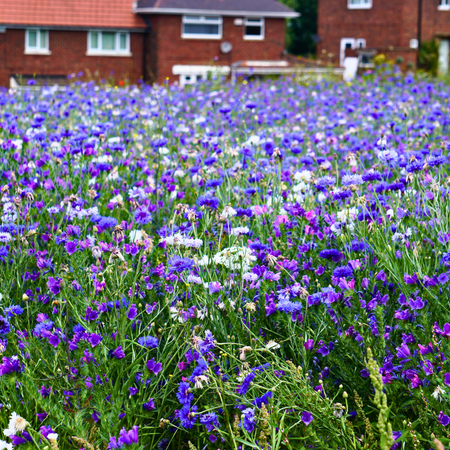 Trust Pictorial Meadows Annual Wildflower Seed Mixes to Create the WOW Factor this Spring