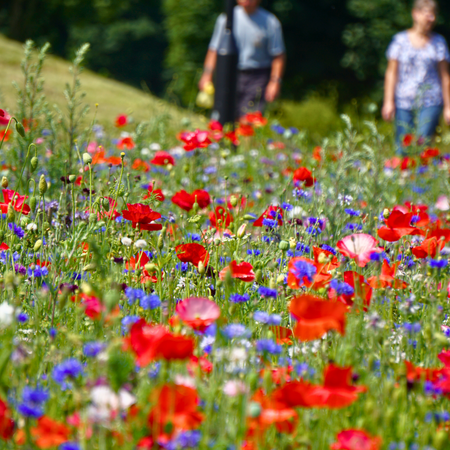 A Year-Round Guide to Creating an Annual Wildflower Meadow