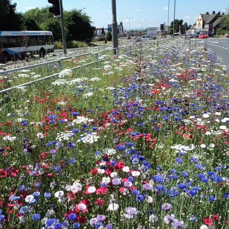 The Pictorial Meadows Successional Flowering Solution: Maximising Impact with Minimal Maintenance