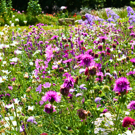 Tips for Designing Stunning Landscapes with Perennial Wildflower Meadow Seeds and Turf