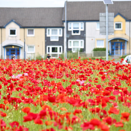 ["North Lanarkshire Mega Flora Project"]