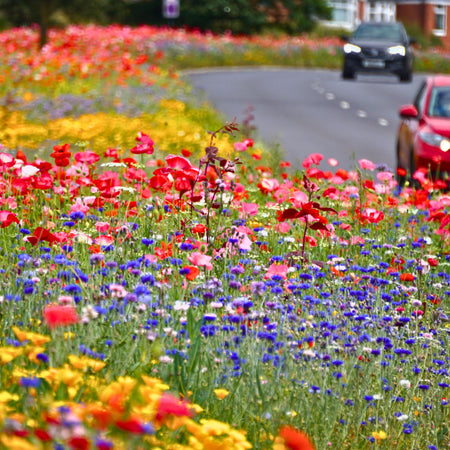 ["Rotherham River of Flowers Project"]