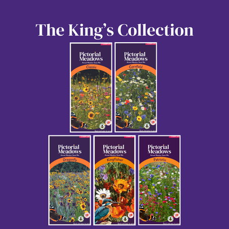 The King's Collection